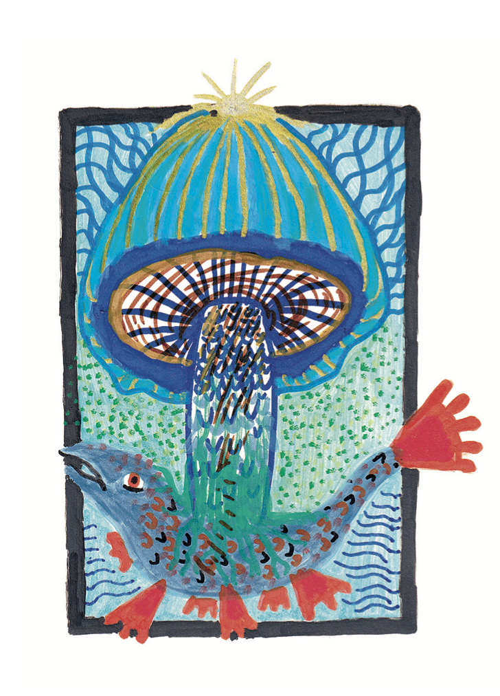 Muränenröhrling Muränenröhrling